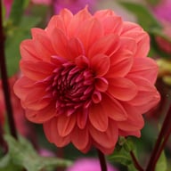 Dalmuti Baroness Dahlia Tuber
