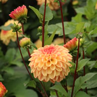 Dalmuti Cavalier Dahlia Tuber