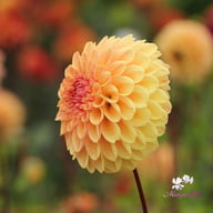 Dalmuti Cavalier Dahlia Tuber