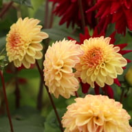 Dalmuti Cavalier Dahlia Knöl