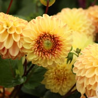 Dalmuti Cavalier Dahlia Knöl