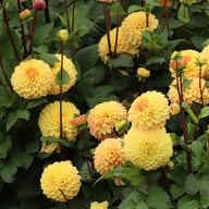 Dalmuti Cavalier Dahlia Tuber