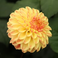 Dalmuti Cavalier Dahlia Tuber