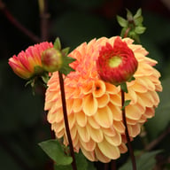 Dalmuti Cavalier Dahlia Tuber