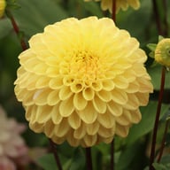 Dalmuti Cavalier Dahlia Knöl
