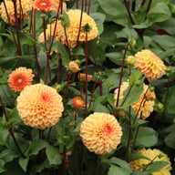Dalmuti Cavalier Dahlia Tuber