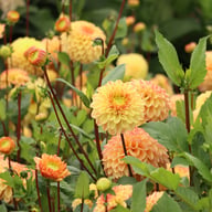 Dalmuti Cavalier Dahlia Tuber