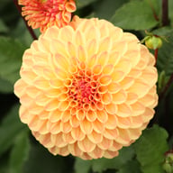 Dalmuti Cavalier Dahlia Tuber