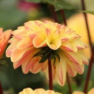 Dalmuti Cavalier Dahlia Tuber