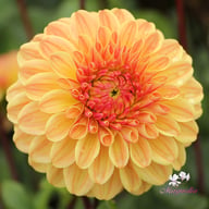 Dalmuti Cavalier Dahlia Tuber