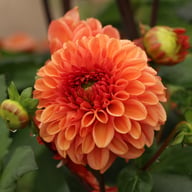 Dalmuti Chief Marshal Dahlia Tuber