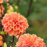Dalmuti Chief Marshal Dahlia Tuber