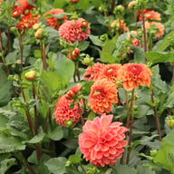 Dalmuti Chief Marshal Dahlia Tuber