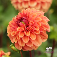 Dalmuti Chief Marshal Dahlia Tuber