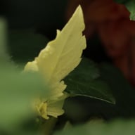 Dalmuti Chief Marshal Dahlia Tuber