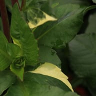Dalmuti Chief Marshal Dahlia Tuber