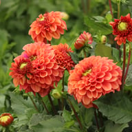 Dalmuti Chief Marshal Dahlia Tuber