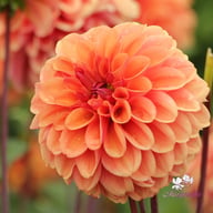Dalmuti Chief Marshal Dahlia Tuber