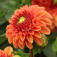 Dalmuti Chief Marshal Dahlia Tuber