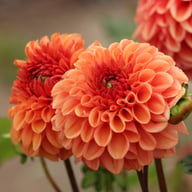 Dalmuti Chief Marshal Dahlia Tuber