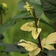 Dalmuti Chief Marshal Dahlia Tuber