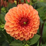 Dalmuti Chief Marshal Dahlia Tuber