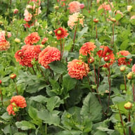 Dalmuti Chief Marshal Dahlia Tuber