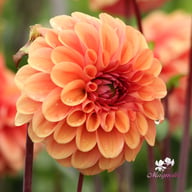 Dalmuti Chief Marshal Dahlia Tuber