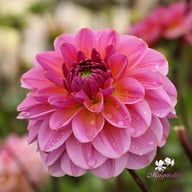 Dalmuti Jester Dahlia Tuber