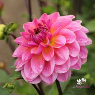 Dalmuti Jester Dahlia Tuber