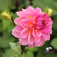 Dalmuti Jester Dahlia Tuber