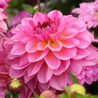 Dalmuti Jester Dahlia Tuber