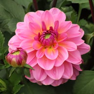 Dalmuti Jester Dahlia Tuber
