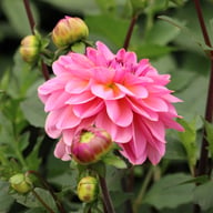 Dalmuti Jester Dahlia Tuber