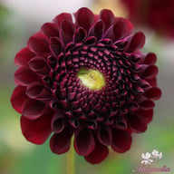 Dancer in the dark Dahlia Tuber