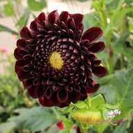 Dancer in the dark Dahlia Tuber
