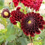 Dancer in the dark Dahlia Tuber