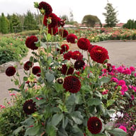 Dancer in the dark Dahlia Tuber