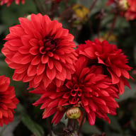 Danique Dahlia Tuber