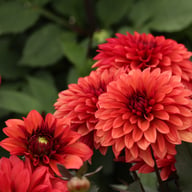 Danique Dahlia Tuber