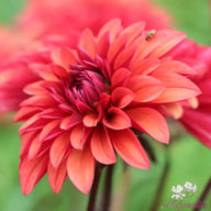 Danique Dahlia Tuber