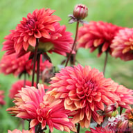 Danique Dahlia Tuber