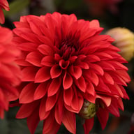 Danique Dahlia Tuber