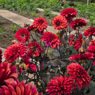 Danique Dahlia Tuber
