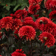 Danique Dahlia Tuber