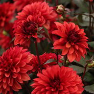Danique Dahlia Tuber