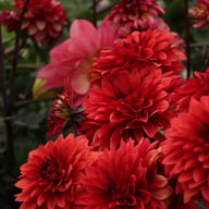 Danique Dahlia Tuber
