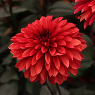 Danique Dahlia Tuber