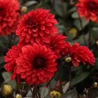 Danique Dahlia Tuber