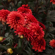 Danique Dahlia Tuber